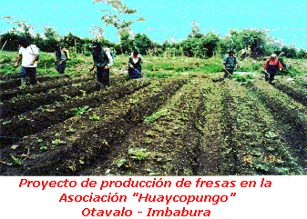 Huaycopungo